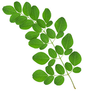 Moringa Oleifera