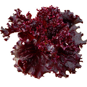 Rutgers Scarlet Lettuce™